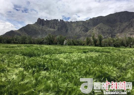 2017年西藏青稞總產(chǎn)量達到79萬噸，占糧食總產(chǎn)量的77%。圖為西藏青稞?！⊥跤窳?攝