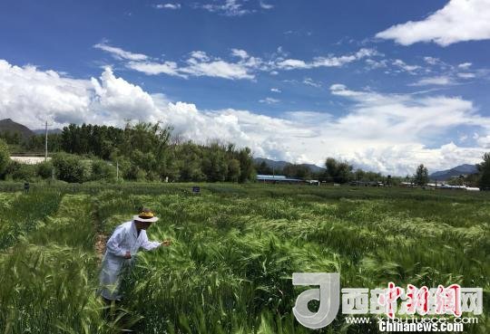 西藏與9家國家重點實驗室合力促青稞增產(chǎn)、牦牛育肥
