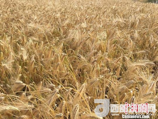 2017年西藏青稞種植面積達210多萬畝，占糧食播種面積的75%。圖為成熟期的青稞?！⊥跤窳?攝