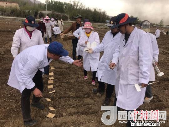 圖為研究員實地調(diào)研青稞生長土壤?！⊥跤窳?攝