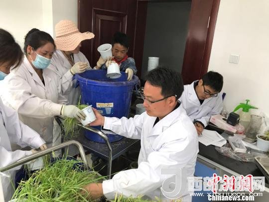 圖為研究員正在調(diào)查青稞感染白粉病情況。　王玉林 攝