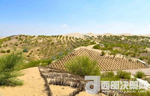 達(dá)拉特旗庫布其沙漠染綠。吳勇攝