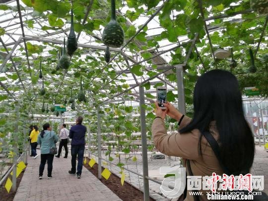 山西省郵政管理局積極推動(dòng)“一市一品”農(nóng)特產(chǎn)品進(jìn)城項(xiàng)目。 資料圖 楊杰英 攝