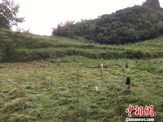 貴州同威生物科技有限公司天麻種植基地?！≈軏?攝