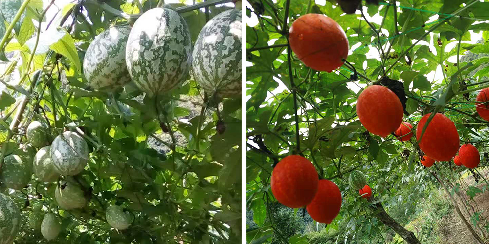 左為處于生長期的吊瓜，右為成熟的吊瓜（圖源西鄉(xiāng)縣宣傳部）